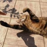 Picture of cat lost at Saint Denis En Bugey