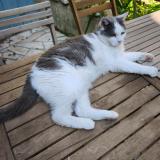 Picture of cat lost at Montricoux