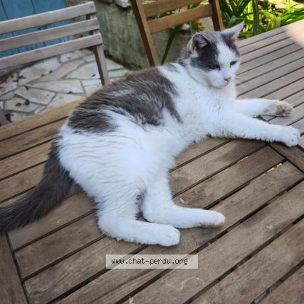 Photo 1/1 PITO Chat lost in Montricoux