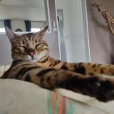 Picture of cat lost at Plouigneau