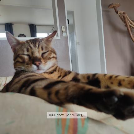 Photo 1/1 Yuki Chat lost in Plouigneau