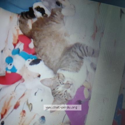 Photo 1/1 GASPARD Chat lost in Epiniac