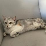 Picture of cat found at Tremblay En France