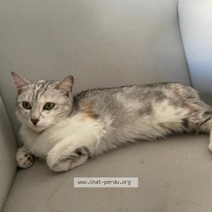 Photo 1/1 Found cat Found in Tremblay en france