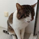 Picture of cat found at Givrand