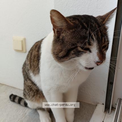 Photo 1/1 Found cat Found in Givrand