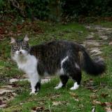 Picture of cat lost at St Amand Montrond