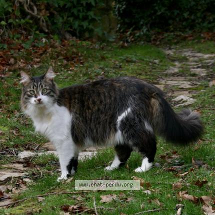 Photo 1/1 Didou Chat lost in St amand montrond