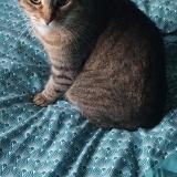 Picture of cat lost at Grenade Sur L Adour