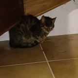 Picture of cat found at Aubignosc