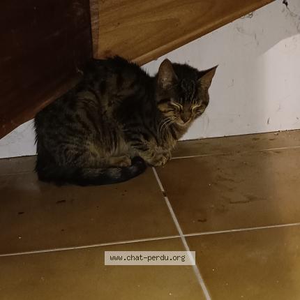 Photo 1/1 Found cat Found in Aubignosc