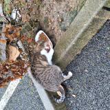 Picture of cat found at Saint Pierre Du Perray