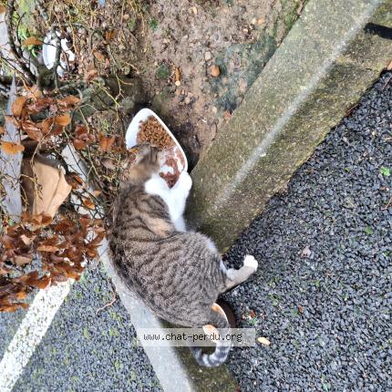 Photo 1/1 Found cat Found in Saint pierre du perray