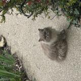 Picture of cat found at Andilly