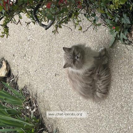 Photo 1/1 Found cat Found in Andilly