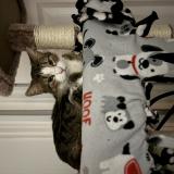 Picture of cat lost at Addison