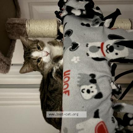 Photo 1/1 Kali Chat lost in Addison