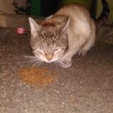 Picture of cat found at Aix En Provence