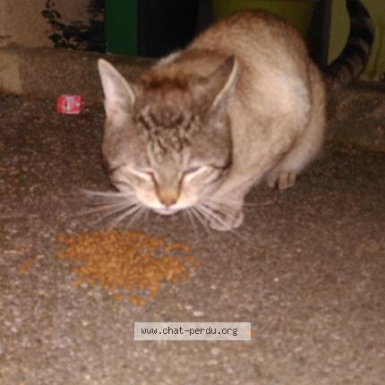 Photo 1/1 Found cat Found in Aix en provence