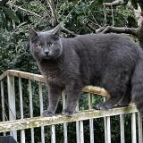 Picture of cat lost at Clermont Ferrand
