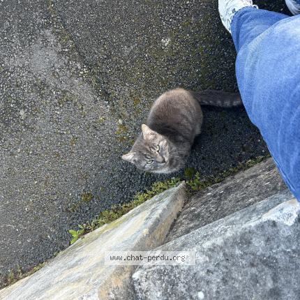 Photo 1/1 Found cat Found in Trelaze