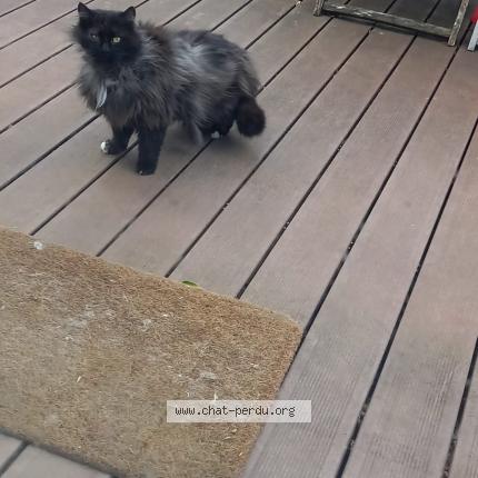 Photo 1/1 Found cat Found in Crozet