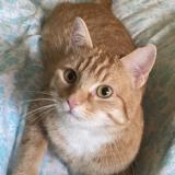 Picture of cat lost at Wezembeek Oppem