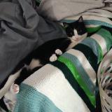 Picture of cat lost at Fronton