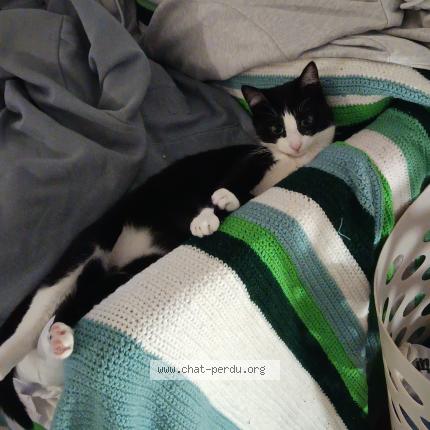 Photo 1/1 Chadow Chat lost in Fronton