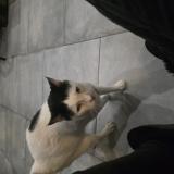 Picture of cat found at Cabries