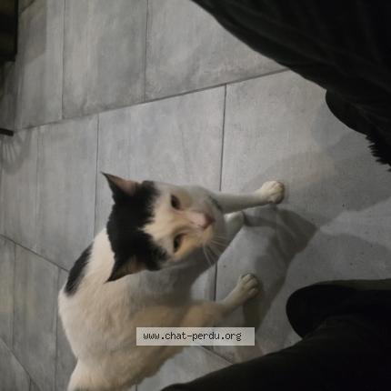 Photo 1/1 Found cat Found in Cabries