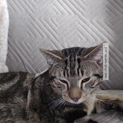 Photo 1/2 Found cat Found in Chatillon