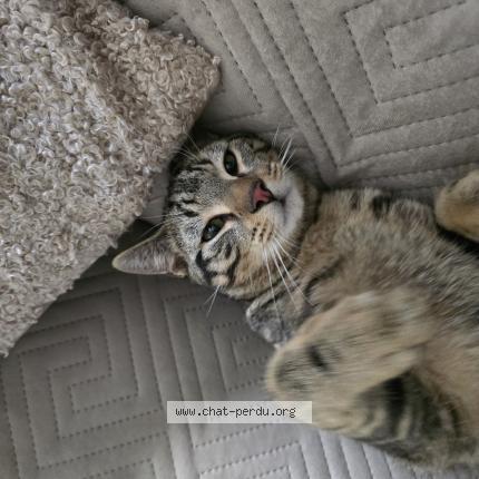 Photo 2/2 Found cat Found in Chatillon