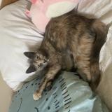 Picture of cat lost at Ares