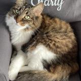 Picture of cat lost at Lue