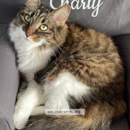 Photo 1/1 Despe Chat lost in Lue