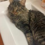 Picture of cat lost at Concise