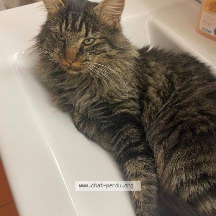 Photo 1/1 Cash Chat lost in Concise