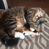 Picture of cat lost at Brossac