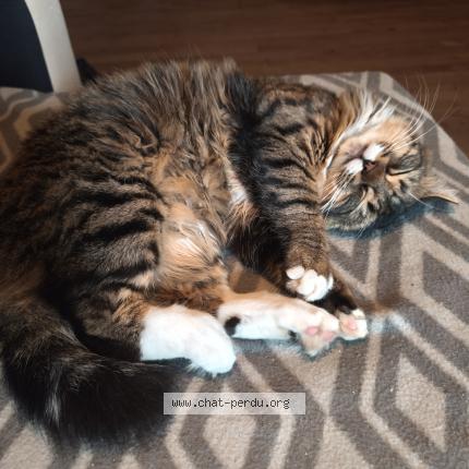 Photo 1/1 Millot Chat lost in Brossac