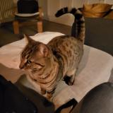 Picture of cat lost at Chamalieres