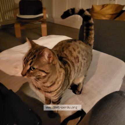 Photo 1/1 Neko Chat lost in Chamalieres