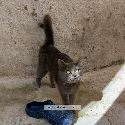 Photo 1/1 Found cat Found in Thezan les beziers