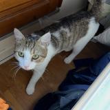 Picture of cat lost at Parigne Le Polin