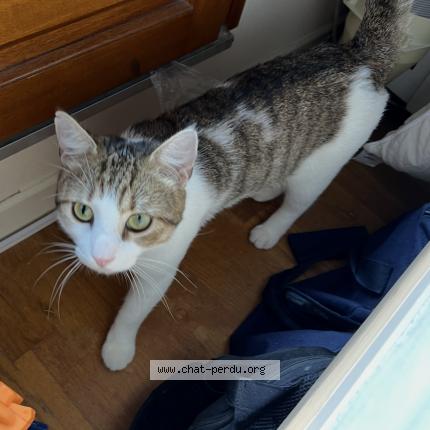 Photo 1/1 Matcha Chat lost in Parigne le polin