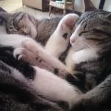 Picture of cat lost at Chaouilley