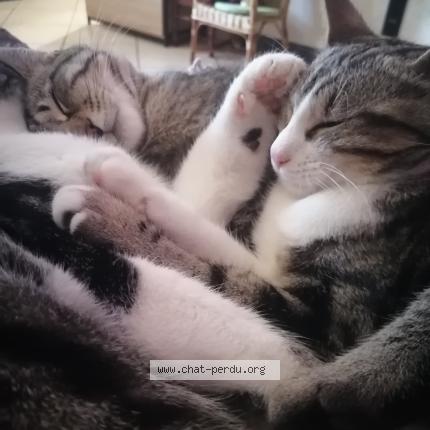 Photo 1/1 Grizou Chat lost in Chaouilley