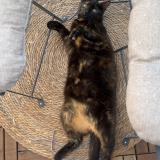 Picture of cat lost at Meaux