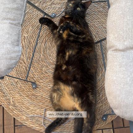 Photo 1/1 Molly Chat lost in Meaux