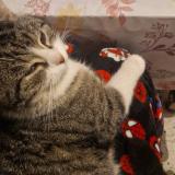 Picture of cat lost at Bouchain